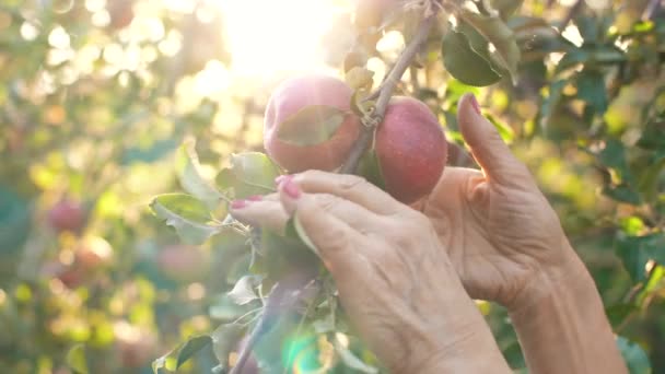 Vrouw die een appel plukt — Stockvideo