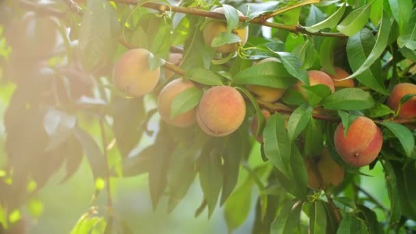 Woman Picking Peaches — Stock Video