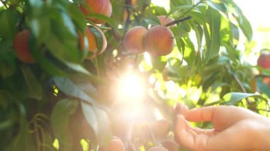 Şeftali daldan toplama kadın