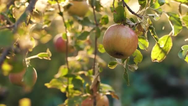 Mujer recogiendo una manzana al atardecer — Vídeos de Stock