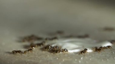 Karıncalar bir mutfak üzerinde algılandı