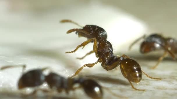 Nechutný mravenec na podlaze — Stock video