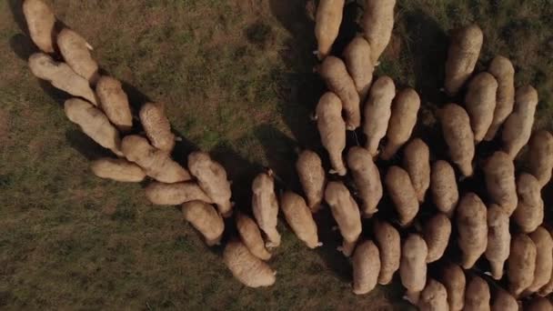 Vista aérea del rebaño de ovejas — Vídeos de Stock