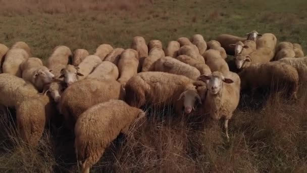 Ovejas pastan en el campo — Vídeo de stock