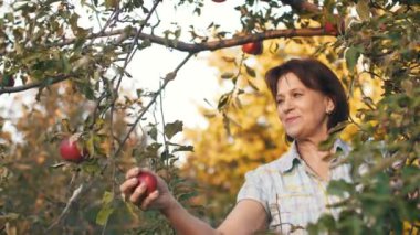 Kadın Pick bir elma