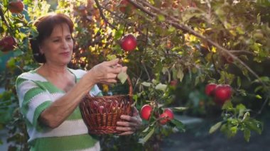 Kadın Pick bir elma