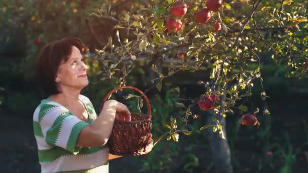 Женщина выбирает яблоки в корзине — стоковое видео
