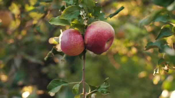 Mains cueillant des pommes — Video