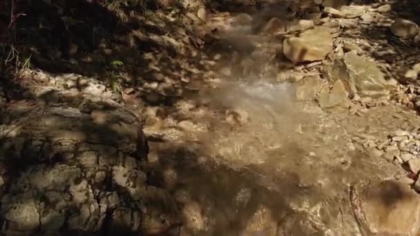 Torrente nella foresta — Video Stock