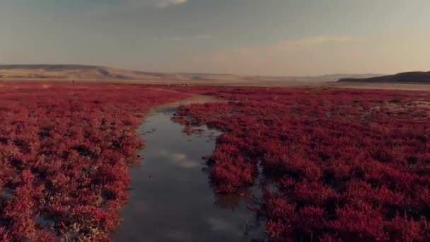 Plantas vermelhas em um lago seco de fundo — Vídeo de Stock