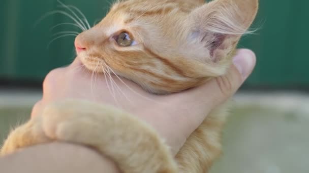 Gato está mordiendo una mano humana — Vídeos de Stock