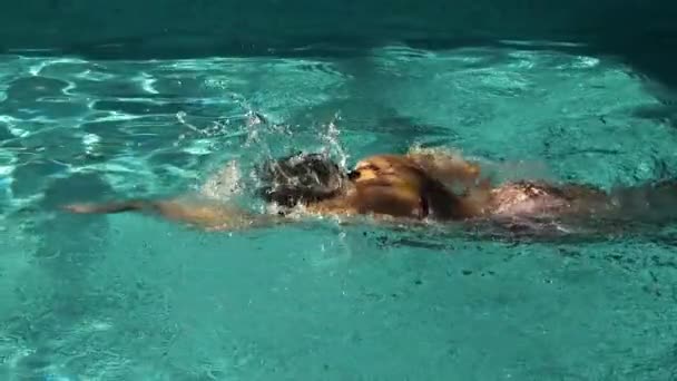 Woman swims crawl style — ストック動画