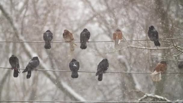 Tauben auf Stromkabel — Stockvideo