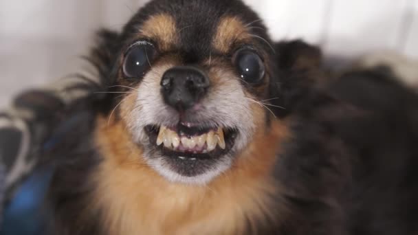 Χαμόγελο από ένα μικρό χαριτωμένο σκυλί — Αρχείο Βίντεο