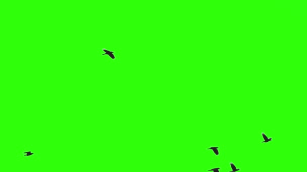 Hejno ptáků na klíčování Chroma — Stock video