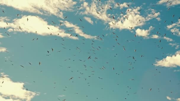 Стая птиц в небе — стоковое видео