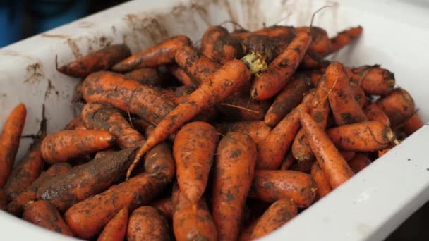 Heap of dirty carrots — Stock Video