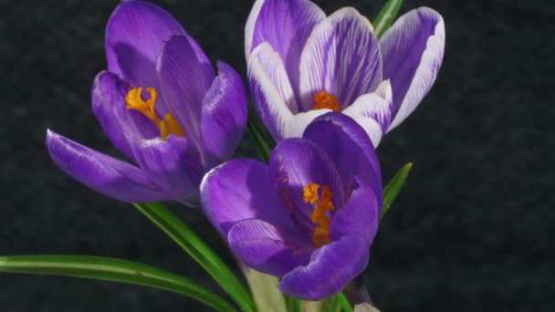 Floração belas flores — Vídeo de Stock