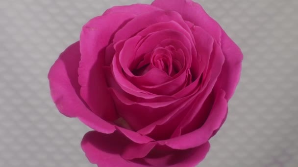 Rosa rosa floración — Vídeo de stock