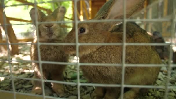 Rabbits in a zoo in a cage — Stock Video