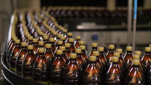 Cerveza. Botellas de plástico en cinta transportadora . — Vídeos de Stock