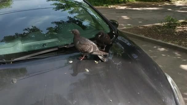 Pombos descansando no capô de um carro — Vídeo de Stock