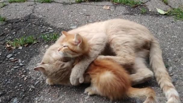 Gato jugando con un gatito — Vídeo de stock