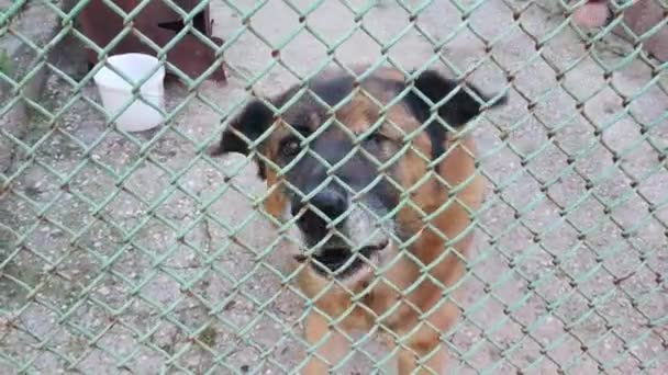 Собака лает за забором — стоковое видео
