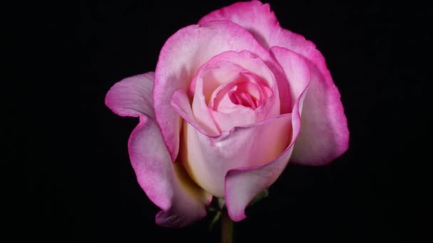 Pink rose blossoming at spring — Stock Video