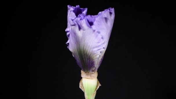 Fioritura bel fiore viola su sfondo nero — Video Stock