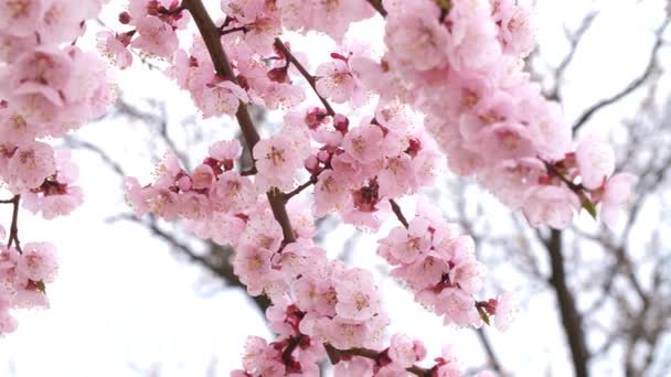 Árbol floreciente con flores rosadas — Vídeo de stock