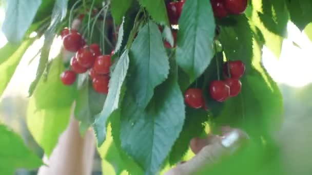 Женщина собирает вишни с ветки — стоковое видео