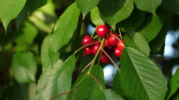 Ripe cherries on a branch in a garden — Stock Video