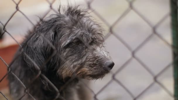 Cão molhado sem-teto atrás das grades — Vídeo de Stock