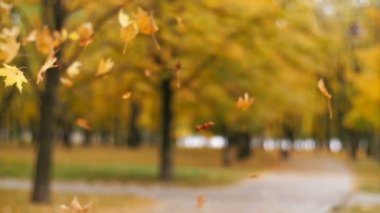 Sonbahar parkında yapraklar dökülüyor