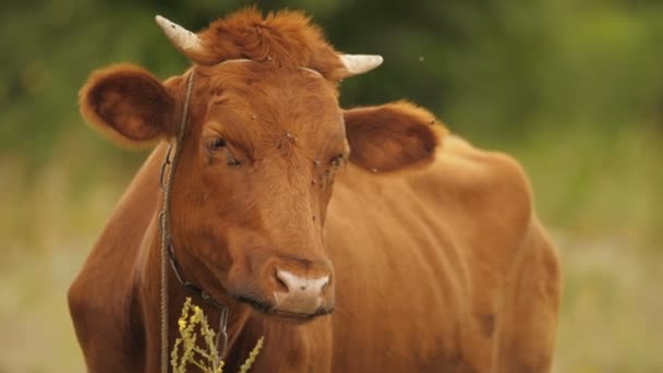 Kráva obklopená spoustou much — Stock video