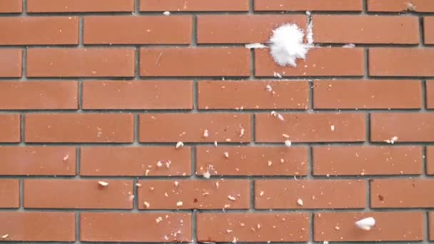 Palle di neve che si rompono su un muro di mattoni — Video Stock