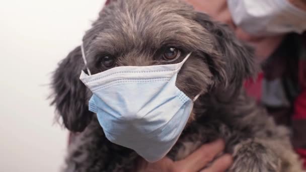 顔のマスクの犬。コロナウイルスの概念. — ストック動画