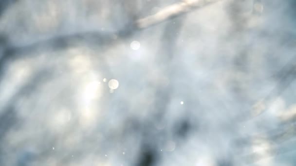 Fond d'hiver. Les flocons de neige scintillent au soleil