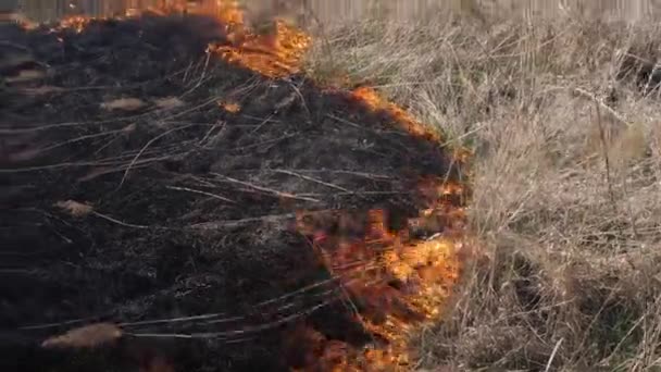 Brûler l'herbe sèche sur la nature — Video