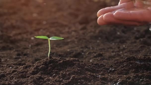 Riego mano pequeña planta verde — Vídeos de Stock