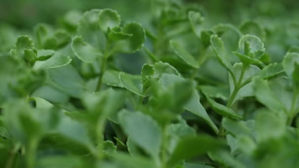 Macro shot van een groene plant — Stockvideo