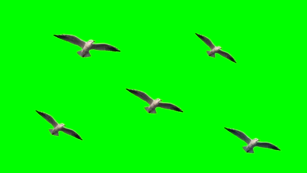 Gaviotas en el cielo en pantalla verde — Vídeo de stock