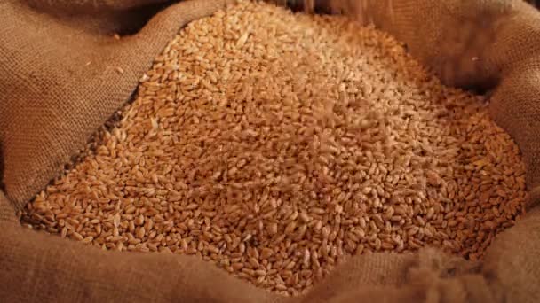Pšeničná zrna sypaná do pytle — Stock video