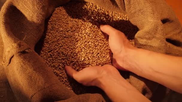Los granos de trigo en manos de un agricultor — Vídeos de Stock