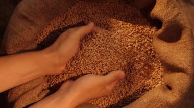 Adam çuvaldan buğday taneleri alıyor.