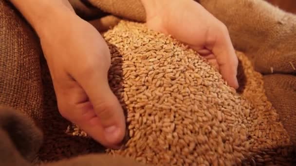 Pšeničná zrna v rukou — Stock video