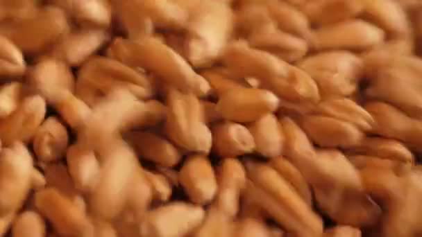 Wheat grains pouring into bag — Stock Video