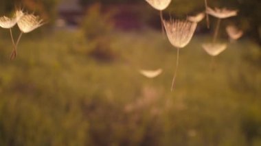 Karahindiba tohumları havada