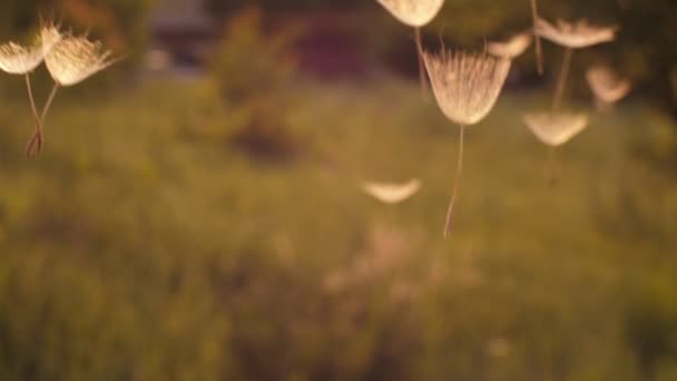 蒲公英的种子在空气中 — 图库视频影像